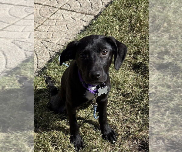 Medium Photo #4 Labrador Retriever-Unknown Mix Puppy For Sale in Boston, MA, USA