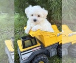 Small #1 Maltese