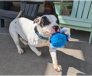 American Staffordshire Terrier Dogs for adoption in Denver, CO, USA