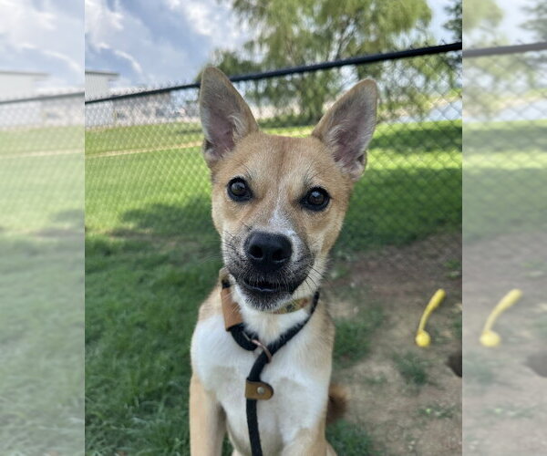 Medium Photo #6 Mutt Puppy For Sale in Evansville, IN, USA