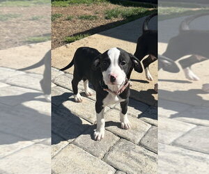 Mutt Dogs for adoption in Mooresville, NC, USA