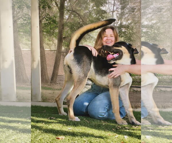 Medium Photo #2 German Shepherd Dog-Unknown Mix Puppy For Sale in Rowlett, TX, USA