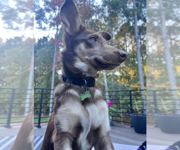 Medium Photo #1 Carolina Dog-German Shepherd Dog Mix Puppy For Sale in Raleigh, NC, USA