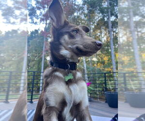 Carolina Dog-German Shepherd Dog Mix Dogs for adoption in Raleigh, NC, USA