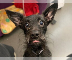 Poodle (Miniature)-Unknown Mix Dogs for adoption in Redwood City, CA, USA