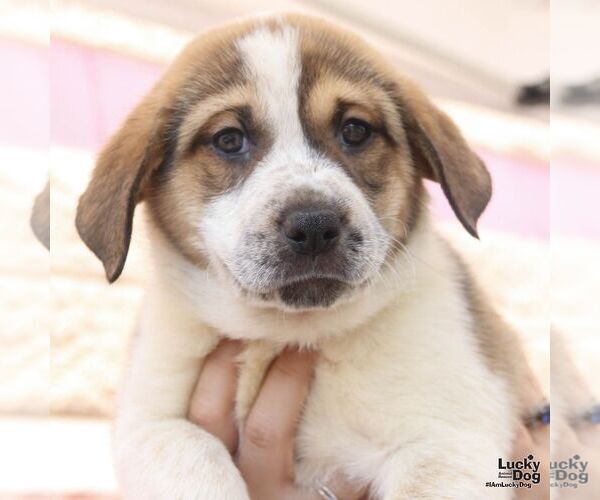 Medium Photo #6 Retriever -Unknown Mix Puppy For Sale in Washington, DC, USA