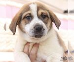 Small #5 Retriever  Mix