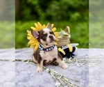 Small #14 French Bulldog