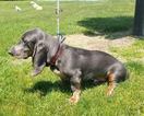 Small Photo #1 Basset Hound Puppy For Sale in ALFORD, IN, USA