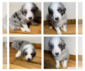 Australian Shepherd Puppy for sale in WEST PLAINS, MO, USA