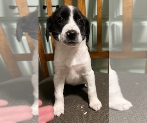 Beagle-Border Collie Mix Puppy for sale in SILVER CREEK, NY, USA