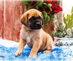 Small Photo #22 Mastiff Puppy For Sale in WAKARUSA, IN, USA