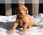 Small Photo #1 Goldendoodle (Miniature) Puppy For Sale in BLOOMINGTON, IN, USA