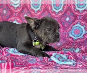 French Bulldog Puppy for sale in LANCASTER, PA, USA