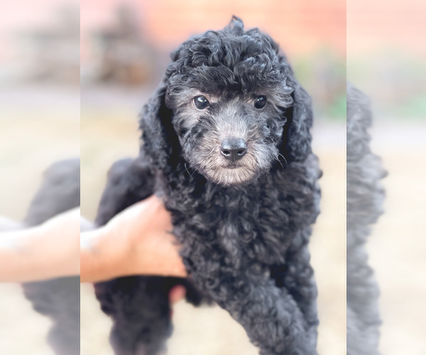 Full screen Photo #1 Poodle (Toy) Puppy For Sale in HOUSTON, TX, USA