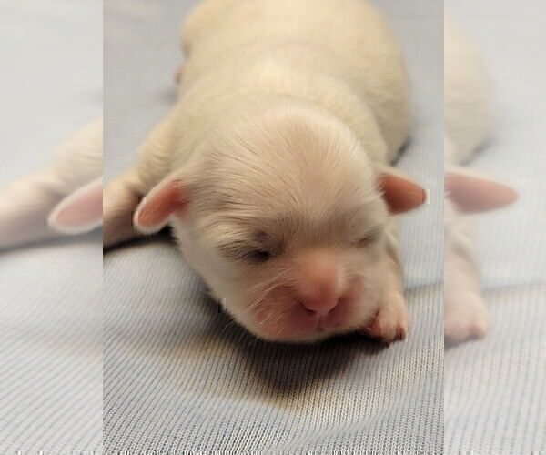 Medium Photo #4 Shih Tzu Puppy For Sale in FANNING SPGS, FL, USA