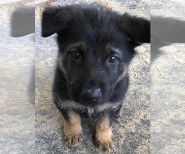 Medium Photo #2 German Shepherd Dog Puppy For Sale in ANDERSON, AL, USA