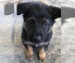 Small Photo #2 German Shepherd Dog Puppy For Sale in ANDERSON, AL, USA