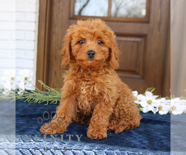 Medium Photo #1 Goldendoodle (Miniature) Puppy For Sale in NARVON, PA, USA