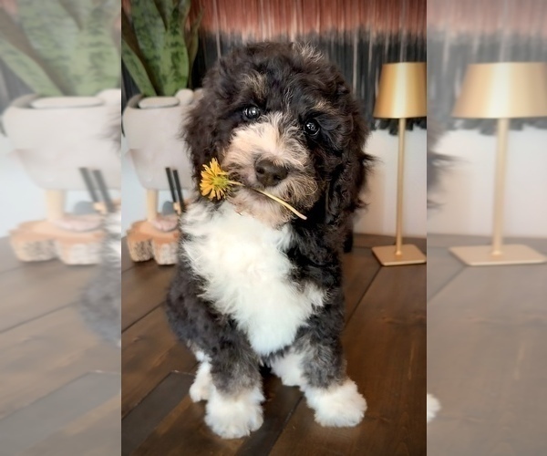 Medium Photo #7 Bernedoodle Puppy For Sale in CENTURIA, WI, USA