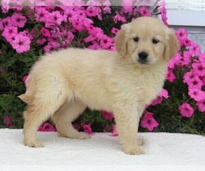 Golden Retriever Puppy for sale in FREDERICKSBURG, OH, USA