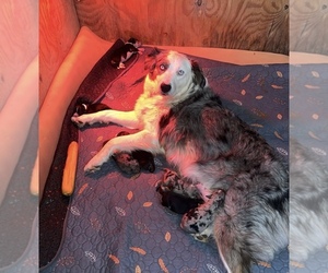 Aussiedoodle Litter for sale in FREMONT, MI, USA