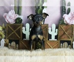 Small Photo #3 Miniature Pinscher Puppy For Sale in WARSAW, IN, USA