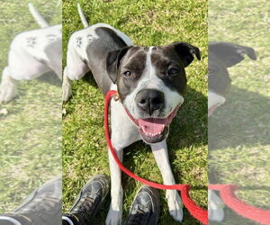Cooper Lizman - Male Pointer-Unknown Mix Dog for Adoption - Photo #8