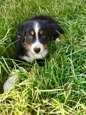 Australian Shepherd Puppy for sale in PURDY, MO, USA
