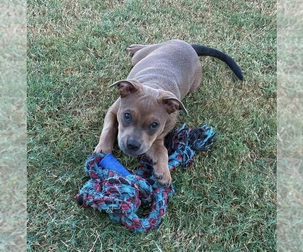 Medium Photo #20 Mutt Puppy For Sale in OKLAHOMA CITY, OK, USA