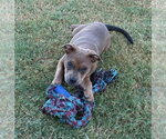 Small #19 Mutt