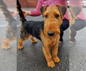 Airedale Terrier Puppy for sale in Bucharest, Bucuresti, Romainia