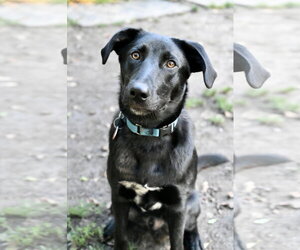 Scooter *LOCAL* - Male Labrador Retriever-Unknown Mix Dog for Adoption - Photo #3