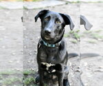 Small Photo #3 Labrador Retriever-Unknown Mix Puppy For Sale in Wakefield, RI, USA