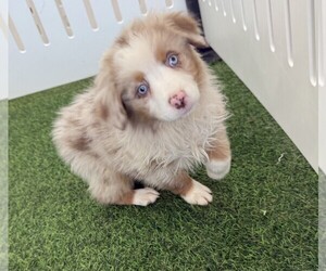 Australian Shepherd Puppy for sale in INDIANAPOLIS, IN, USA