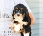 Small #2 Bernedoodle (Miniature)