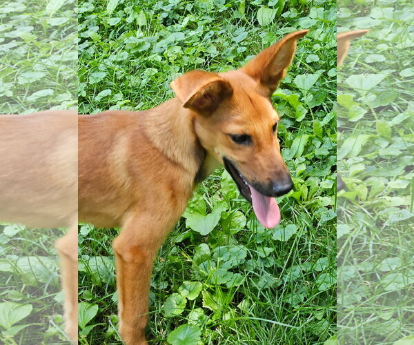 Medium Photo #2 Airedale Terrier-Unknown Mix Puppy For Sale in Wheaton, IL, USA