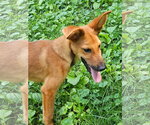 Small #1 Airedale Terrier Mix