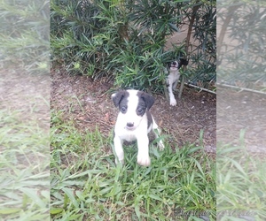 Miniature Australian Shepherd-Tennessee Treeing Brindle Mix Puppy for sale in WINTER SPRINGS, FL, USA