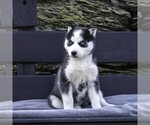 Small Photo #9 Siberian Husky Puppy For Sale in KINZERS, PA, USA