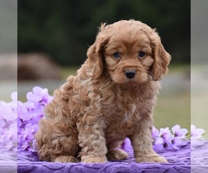 Cocker Spaniel-Poodle (Miniature) Mix Puppy for sale in TURBOTVILLE, PA, USA