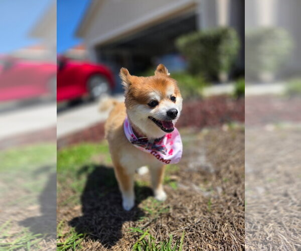 Medium Photo #11 Pomeranian Puppy For Sale in Tampa, FL, USA