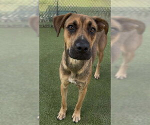 NITRO - Male German Shepherd Dog-Unknown Mix Dog for Adoption - Photo #2