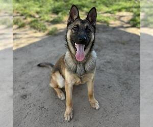German Shepherd Dog Dogs for adoption in Modesto, CA, USA