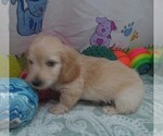 Small #3 Chiweenie-Poodle (Toy) Mix