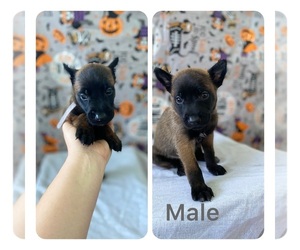 Belgian Malinois Puppy for sale in HEMET, CA, USA