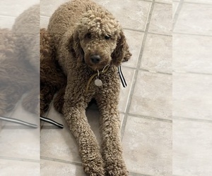 Poodle (Standard) Puppy for sale in PASADENA, CA, USA