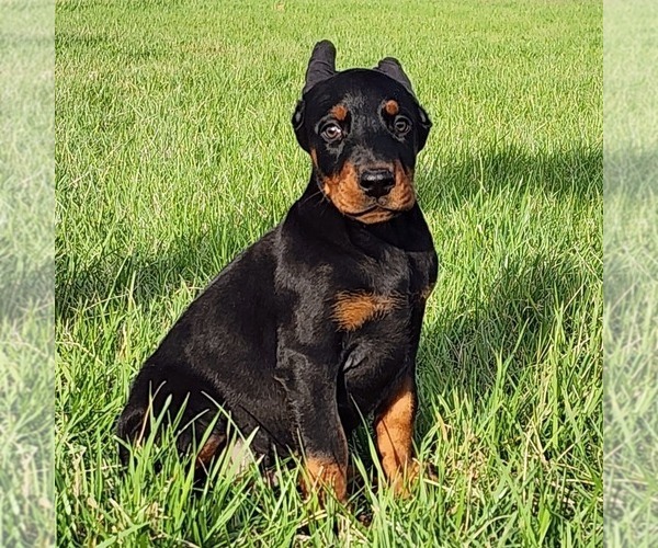 Medium Photo #1 Doberman Pinscher Puppy For Sale in MARYSVILLE, IN, USA