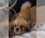 Small Photo #2 Pekingese Puppy For Sale in McDonough, GA, USA