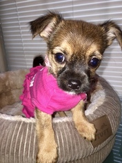 Chorkie Puppy for sale in GREENBELT, MD, USA